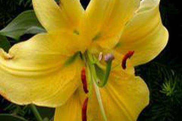 Lilium \x27American Way\x27 Lilium \x27American Way\x27