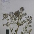 尖齒荊芥 尖齒荊芥