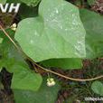 石蟾蜍(植物、石雕) 石蟾蜍(植物、石雕)