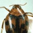 沼梭甲科 沼梭甲科