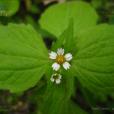 粗毛牛膝菊 粗毛牛膝菊