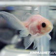 透明鱗金魚 透明鱗金魚