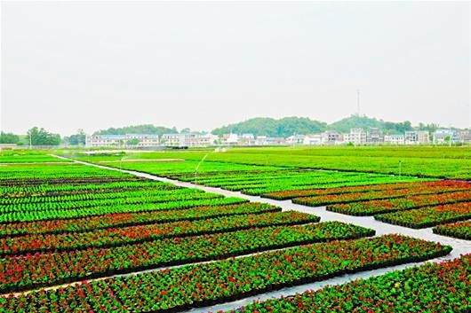 金柯村 金柯村
