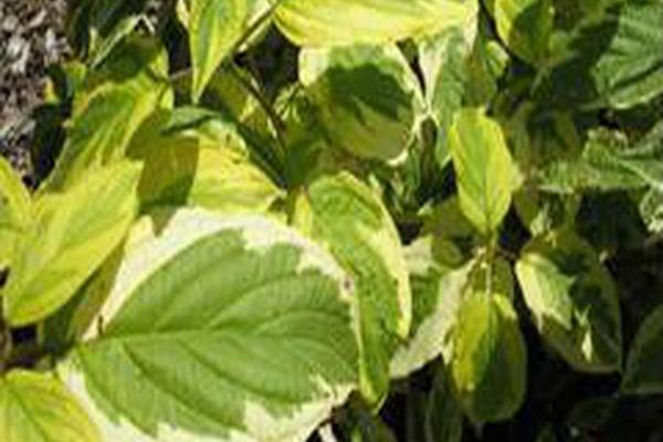 Cornus sericea \x27Hedgerows Gold\x27