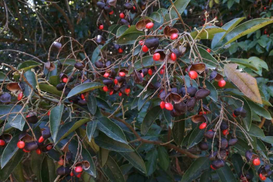軟莢紅豆(黃姜樹) 軟莢紅豆(黃姜樹)