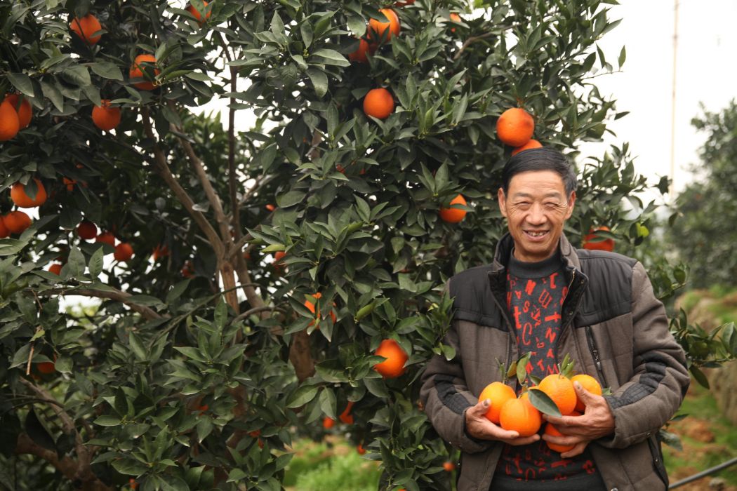 好橙人家 好橙人家