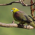 綠背黃鳩 綠背黃鳩