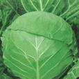 綠珍珠F1 綠珍珠F1