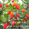紅參果 紅參果