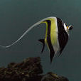 鐮魚 鐮魚