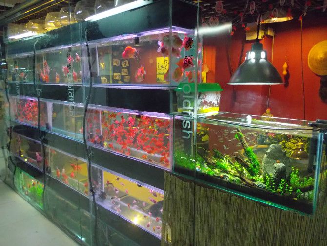 北京老水碓子花鳥魚蟲市場