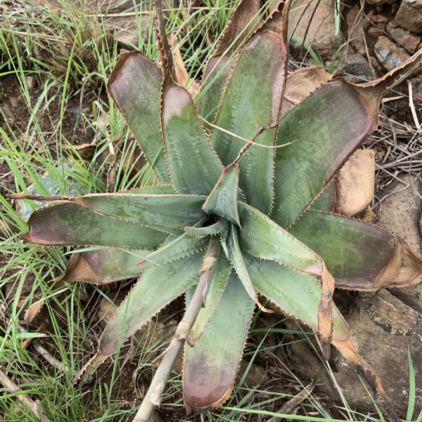 刺蘆薈