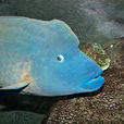 隆頭魚 隆頭魚