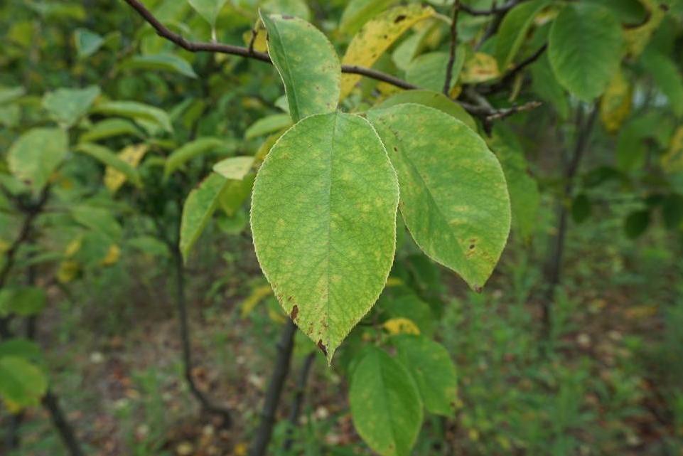 木瓜菏澤29號 木瓜菏澤29號