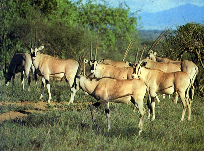 東非劍羚