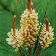 松花(松杉目松科植物)