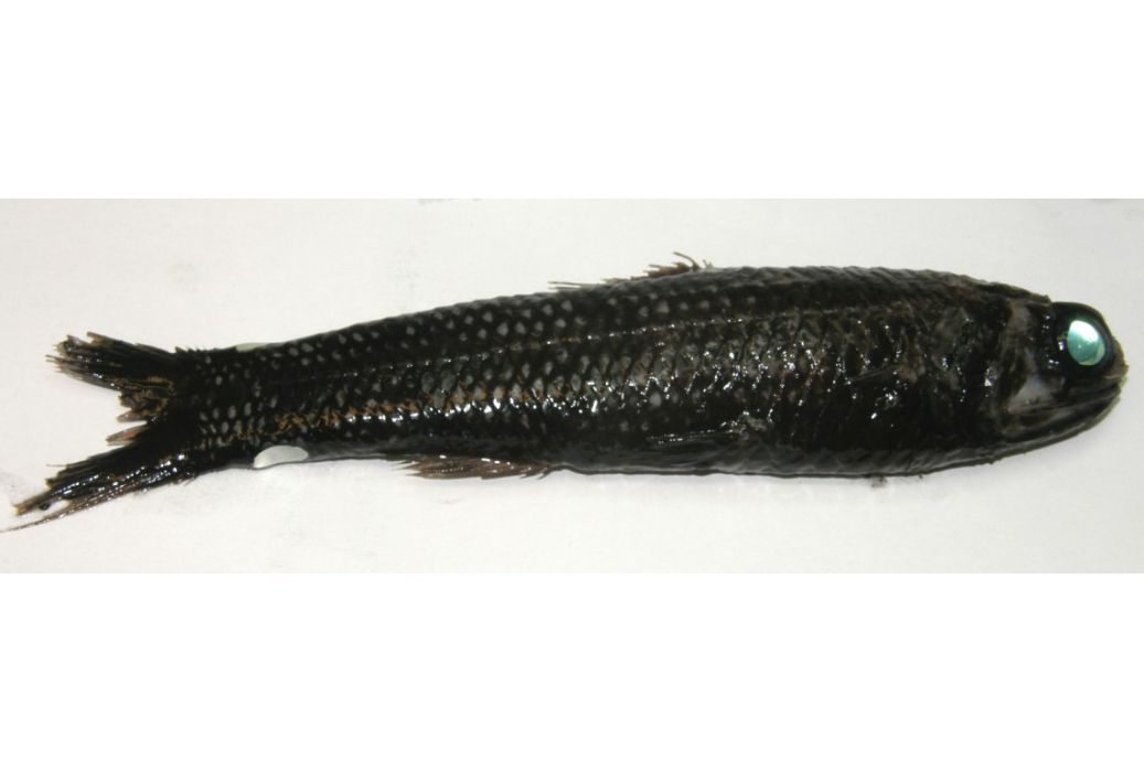 鏡炬燈魚