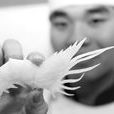 食品雕刻(刀工技藝)