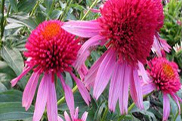 Echinacea \x27Balscblum\x27 DOUBLE SCOOP BUBBLE GUM Echinacea \x27Balscblum\x27 DOUBLE SCOOP BUBBLE GUM