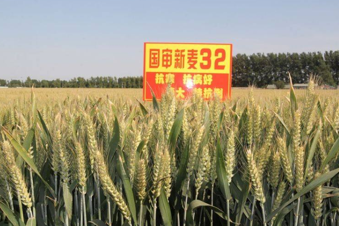 新麥32 新麥32