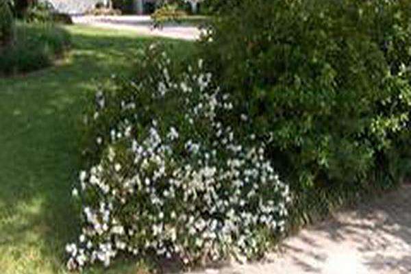 Gardenia jasminoides \x27Radicans Variegata\x27 Gardenia jasminoides \x27Radicans Variegata\x27