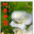 林香青靄 林香青靄