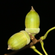 青岡(橡斗子)