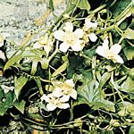白瀉根(Bryonia cretica)