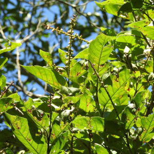 Coccoloba hondurensis