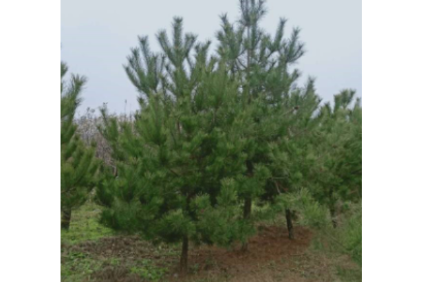 油松山西JX112 油松山西JX112