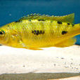 金鷹(觀賞魚) 金鷹(觀賞魚)