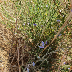Scaevola parvifolia