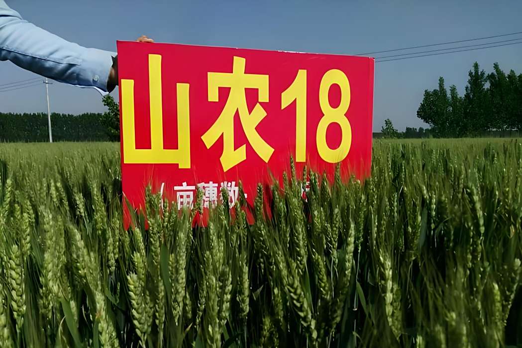 山農18 山農18