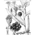 疣果豆蔻 疣果豆蔻