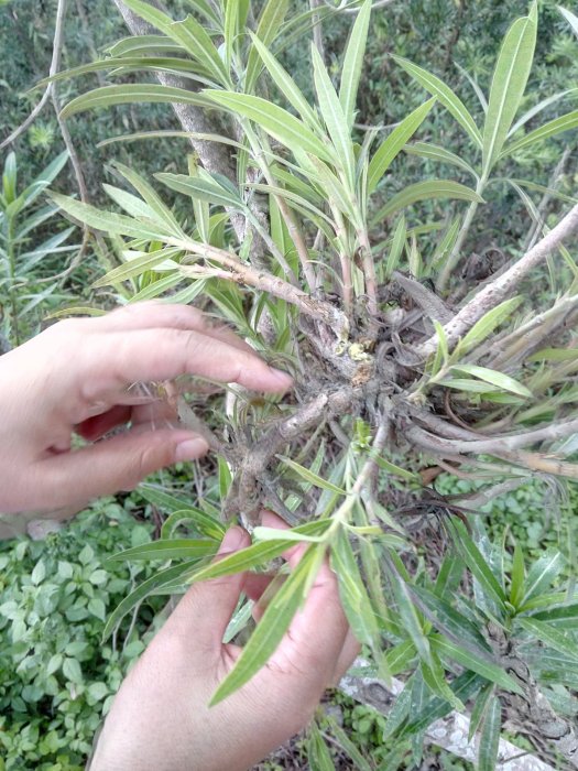 夾竹桃叢枝病 夾竹桃叢枝病