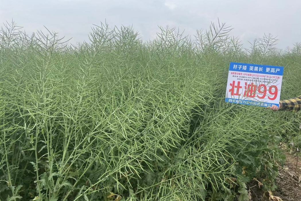 壯油99 壯油99