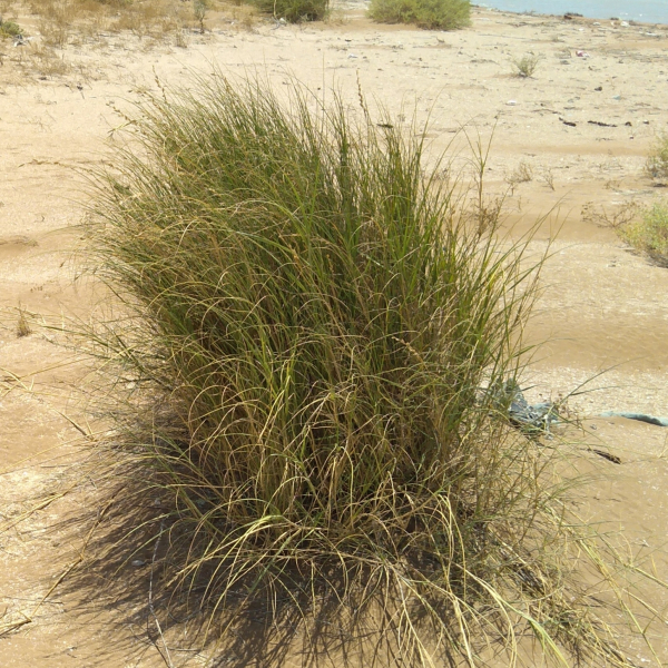 Halopyrum mucronatum