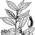 單花山礬 單花山礬