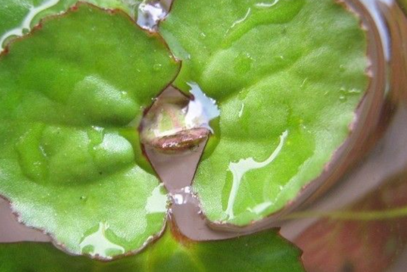 茶菱屬 茶菱屬