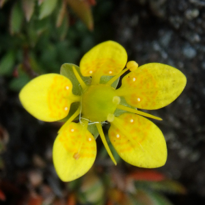 Saxifraga serpyllifolia