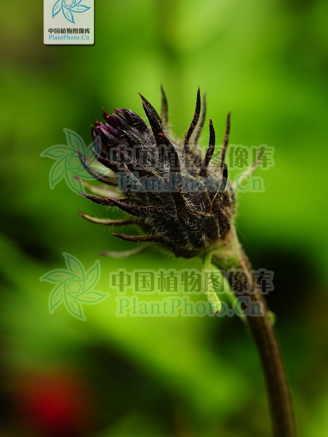 糙毛風毛菊 糙毛風毛菊