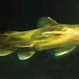 甲甲魚 甲甲魚