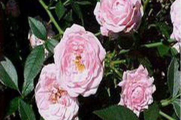 Rosa \x27Jeanne Lajoie\x27