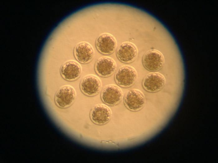胚胎培養