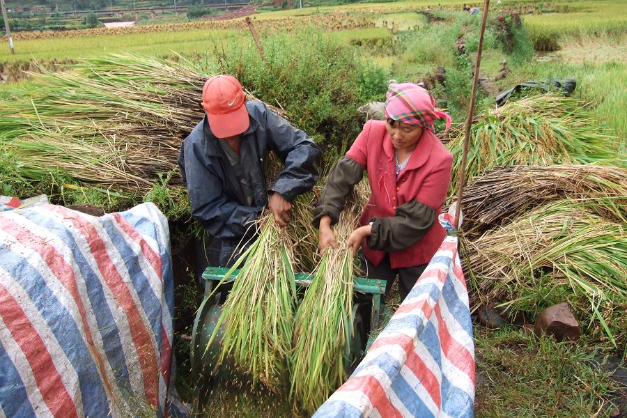 上龍骨村-村民在收割水稻