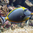 天狗倒吊魚 天狗倒吊魚