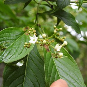 Coussarea chiapensis