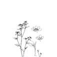 藍藥蓼 藍藥蓼