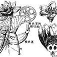 睡蓮亞科 睡蓮亞科