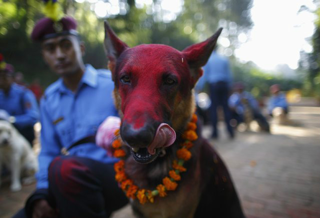尼泊爾狗節
